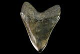 Serrated Fossil Megalodon Tooth - Colorful Blade #129168-2
